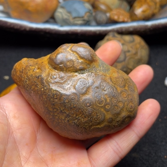 石材纯天然九眼页岩钱币石原石84