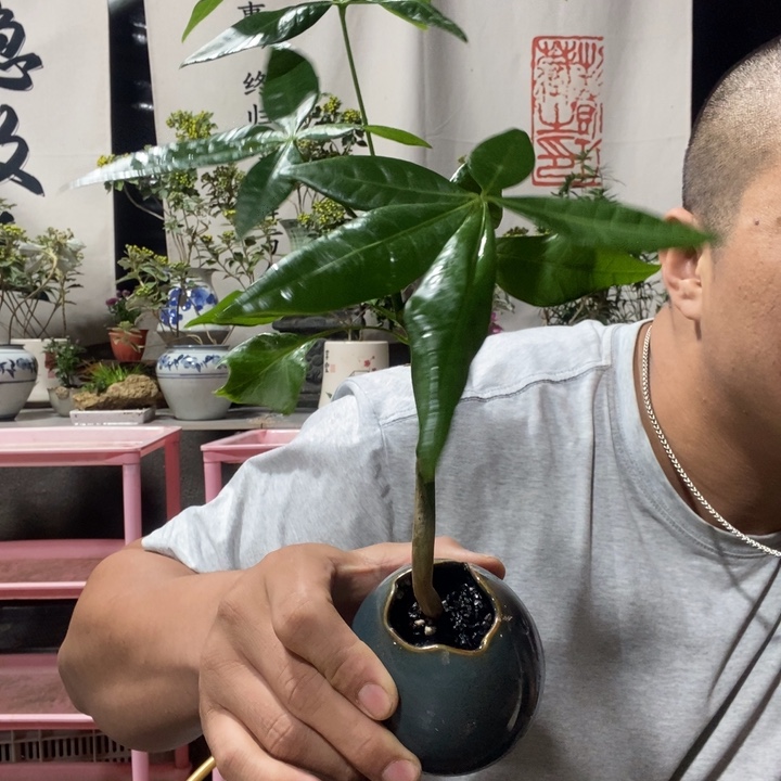 无花朵退款拉黑拉黑44