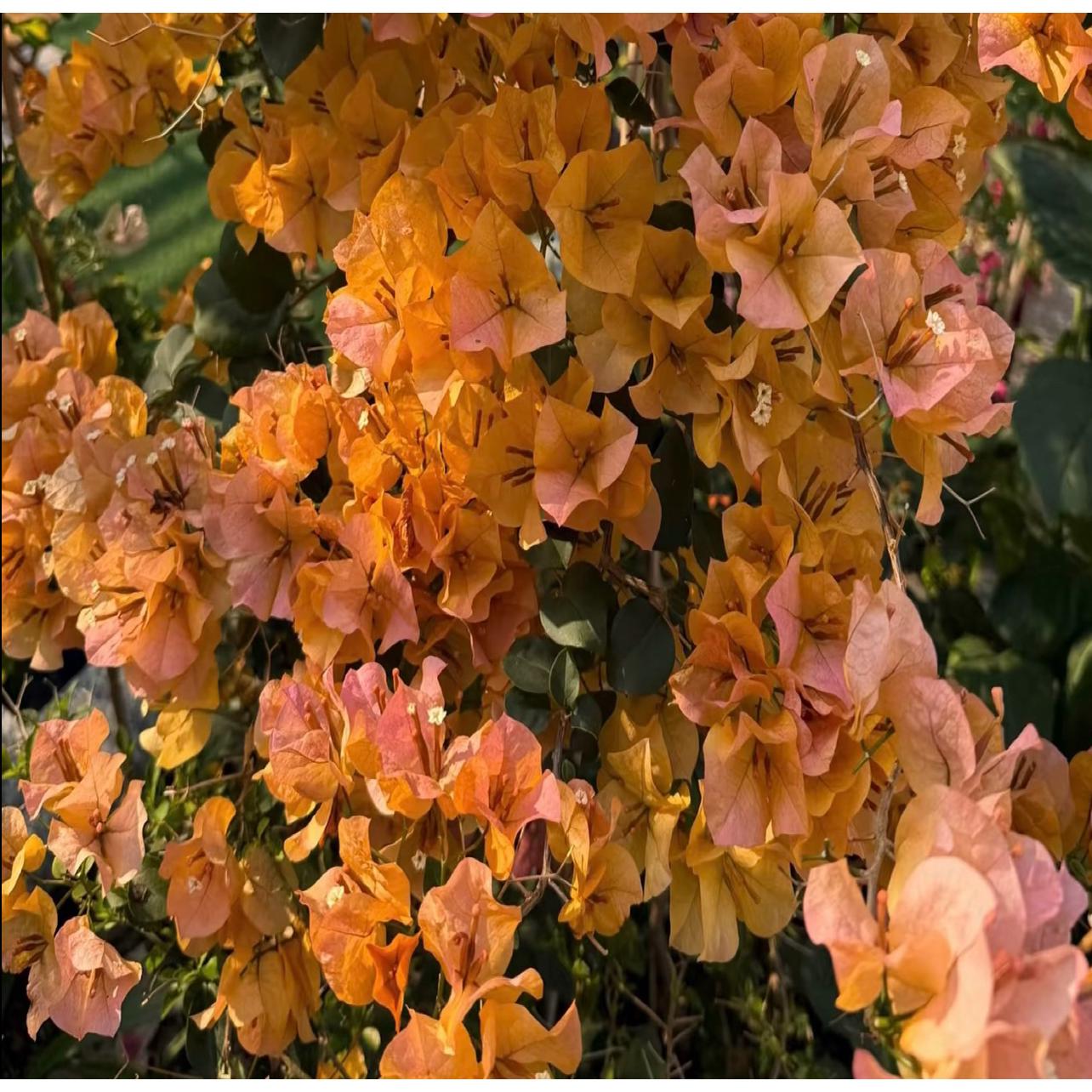 【金色光辉】三角梅花卉勤花四季开花基地直发