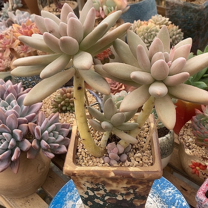 梦***萍多肉植物肉肉植物