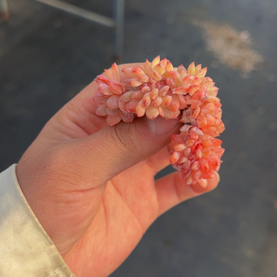 新年快乐 新年快乐