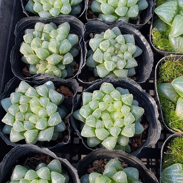 姬玉露带盆土发货