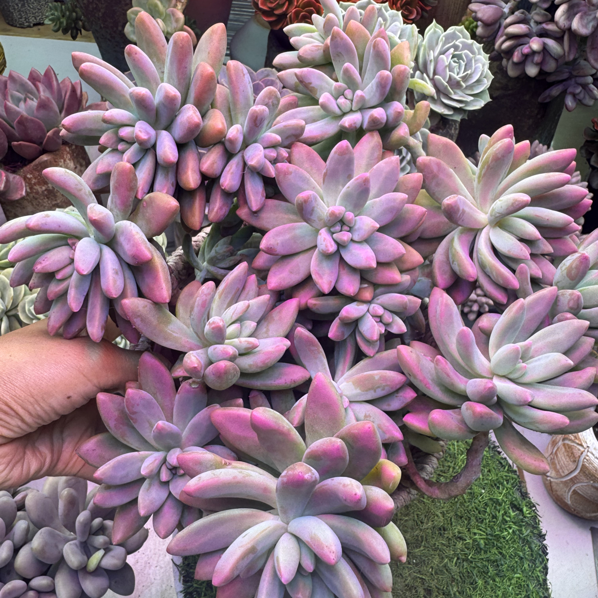 秋丽 多肉植物室内室外可养护