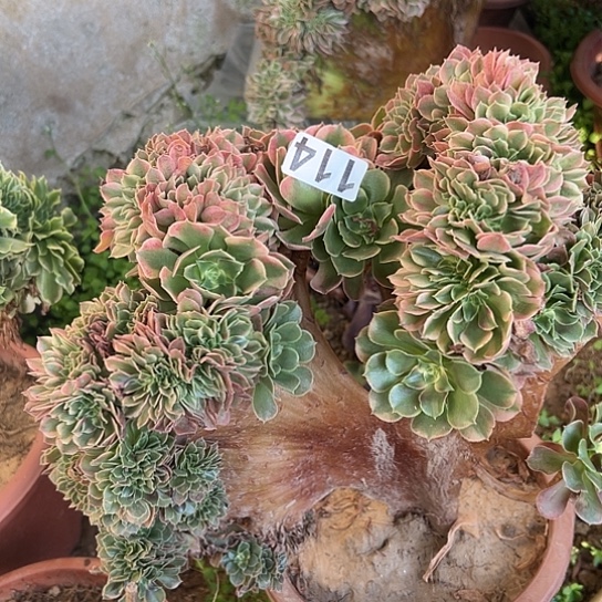 幸***康多肉植物一个香非有伤114