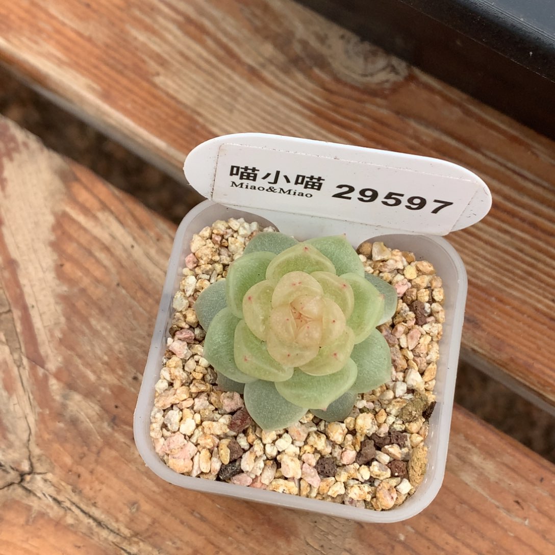 M****多肉植物杂交珍妮