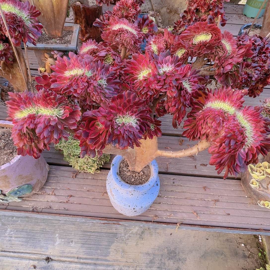 【闪购商品】无花朵黑铜壶超白