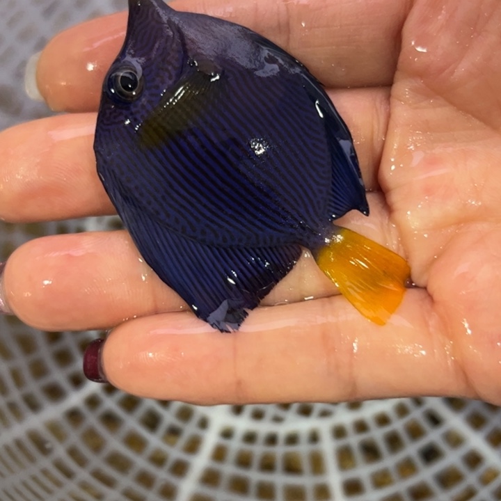 海水鱼紫貂6cm+     