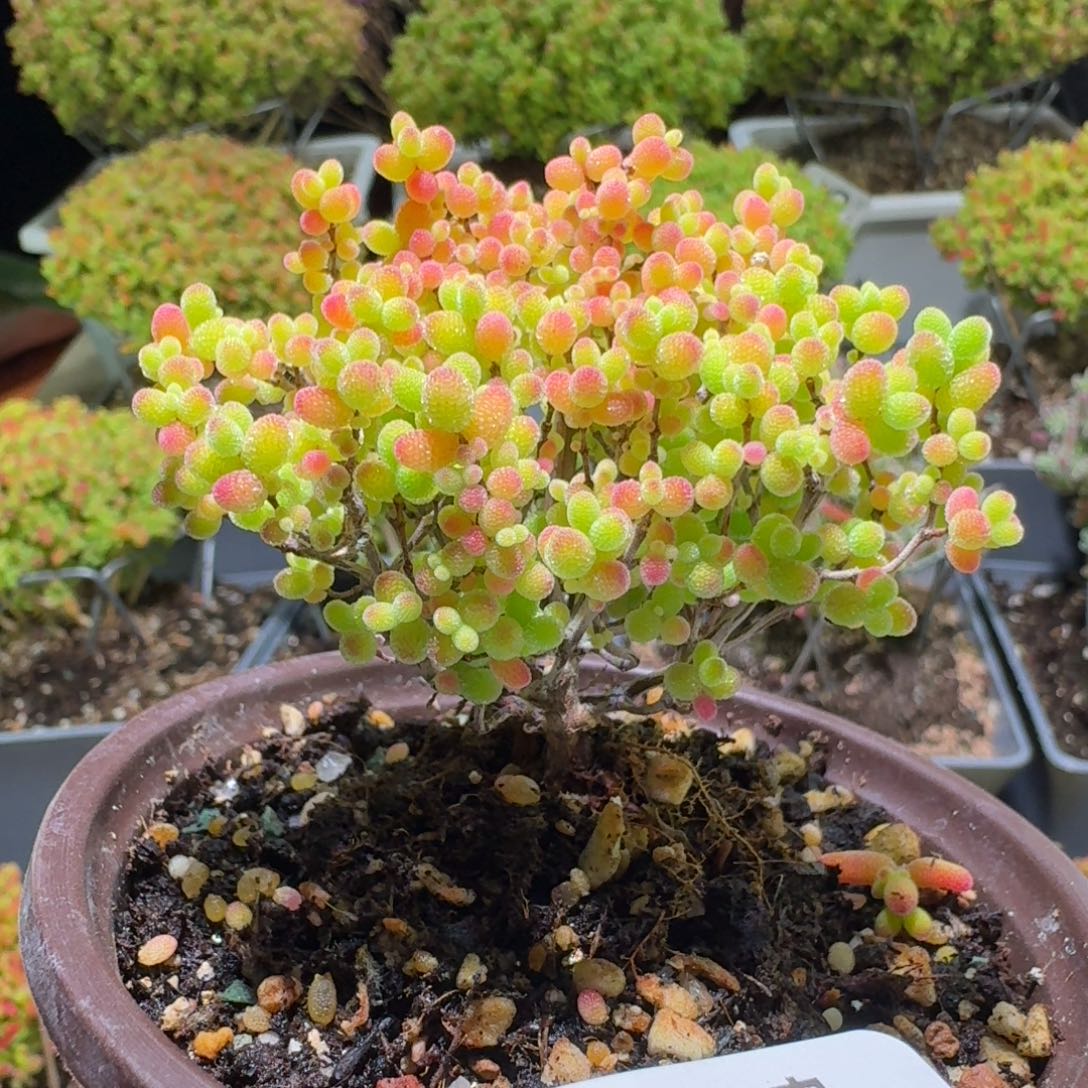 枝干番杏蜜桔糖球411