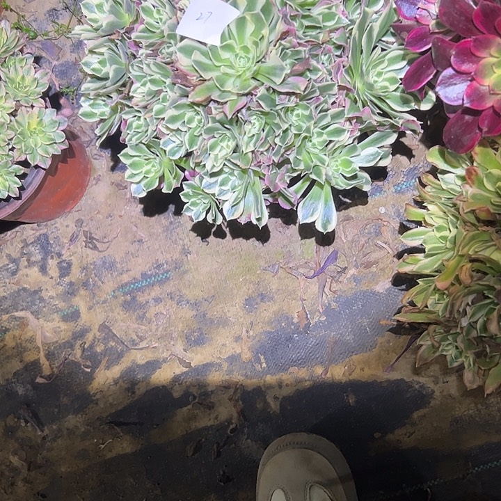 小****园多肉法师植物链接27