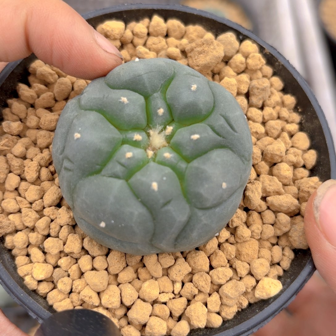 日系g g g g g g g g g g