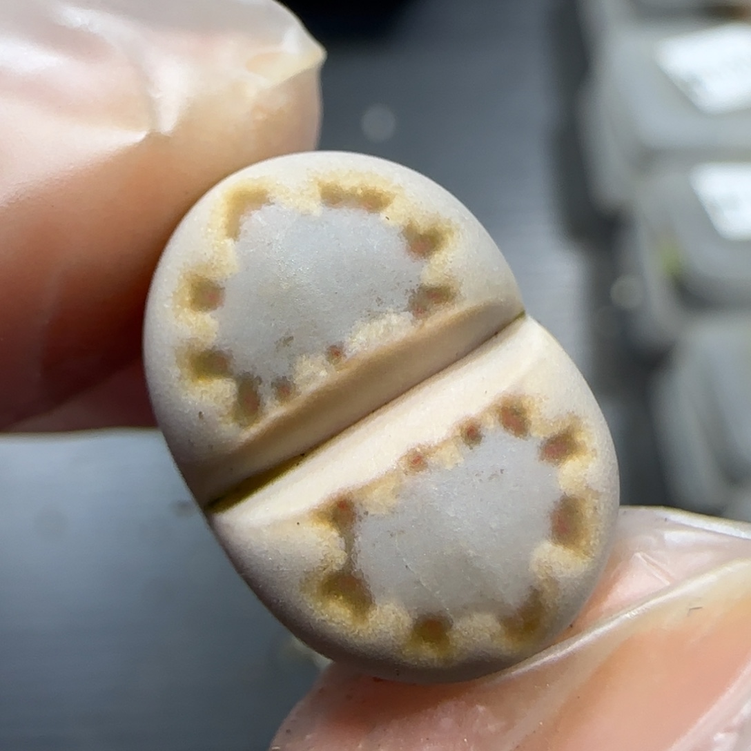 12.11  c24饼干。5013