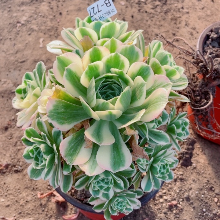 727迈巴赫多肉12345578