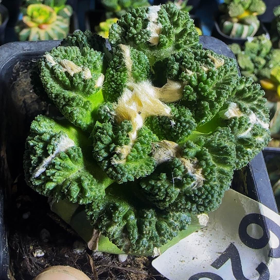 哥斯拉628仙人球开花