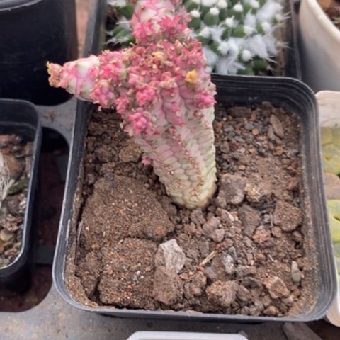 白*白花麒麟3仙人球