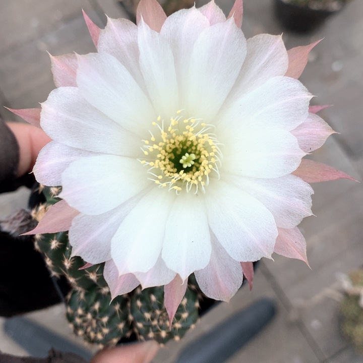 341 实生6.5厘米盆丽花带盆土发货