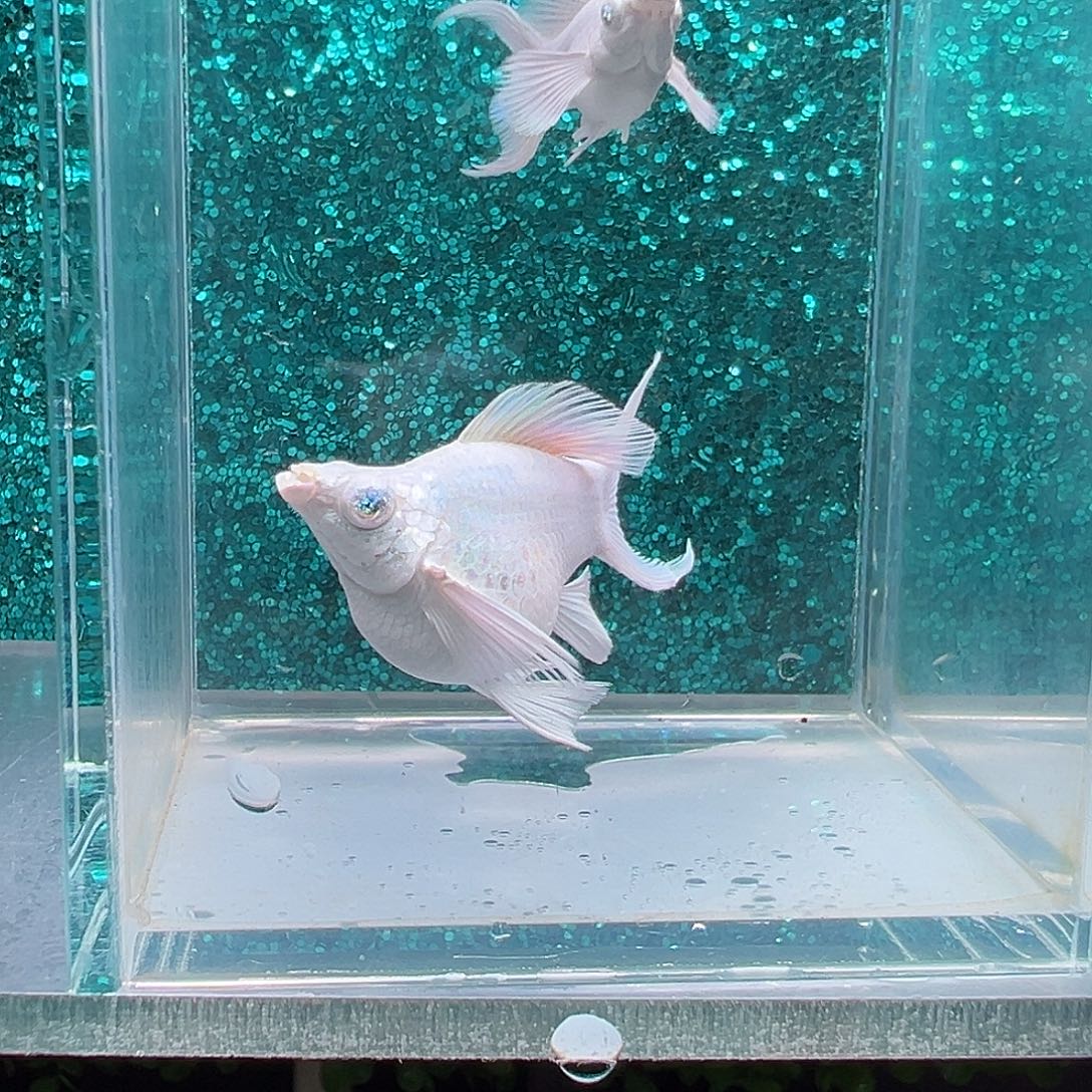 孔雀鱼瓷白玛丽一对0020