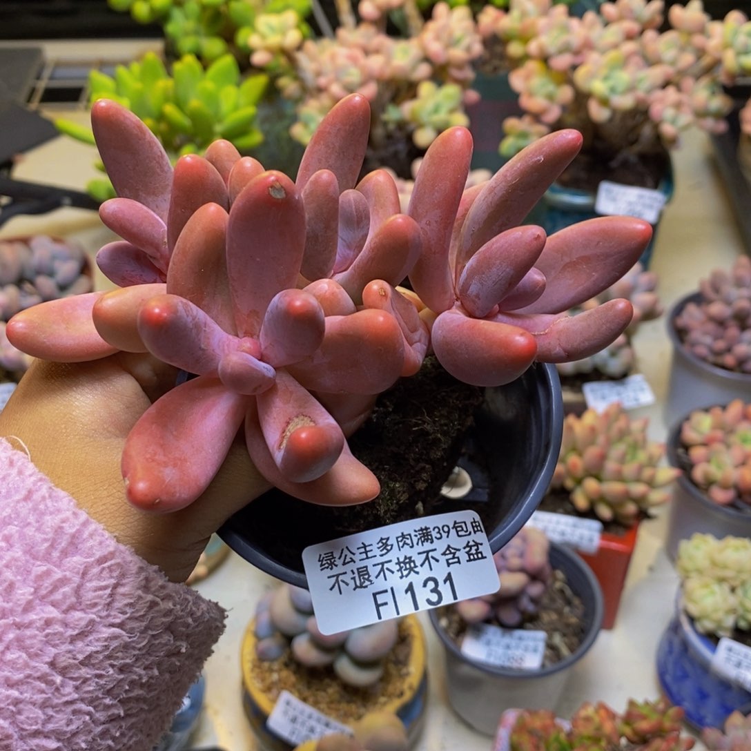 131糖果美人多肉9cm