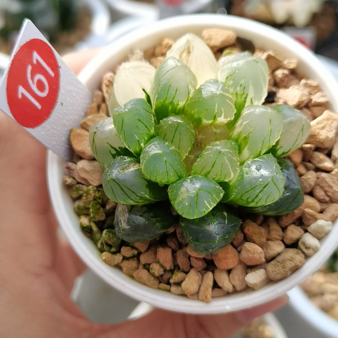 161号OM玉露锦一物一拍带盆土发货