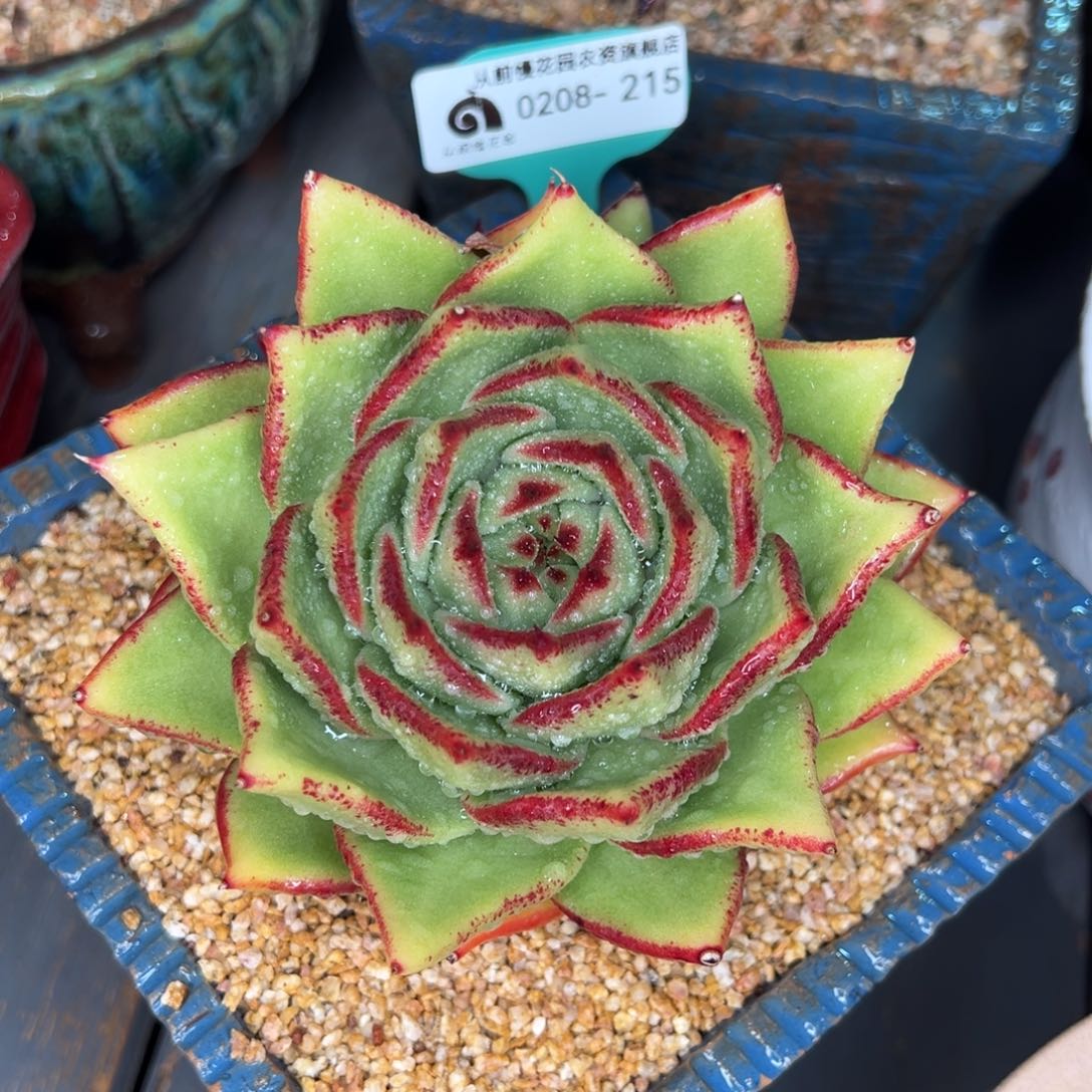 从前慢多肉精选编号0208.215