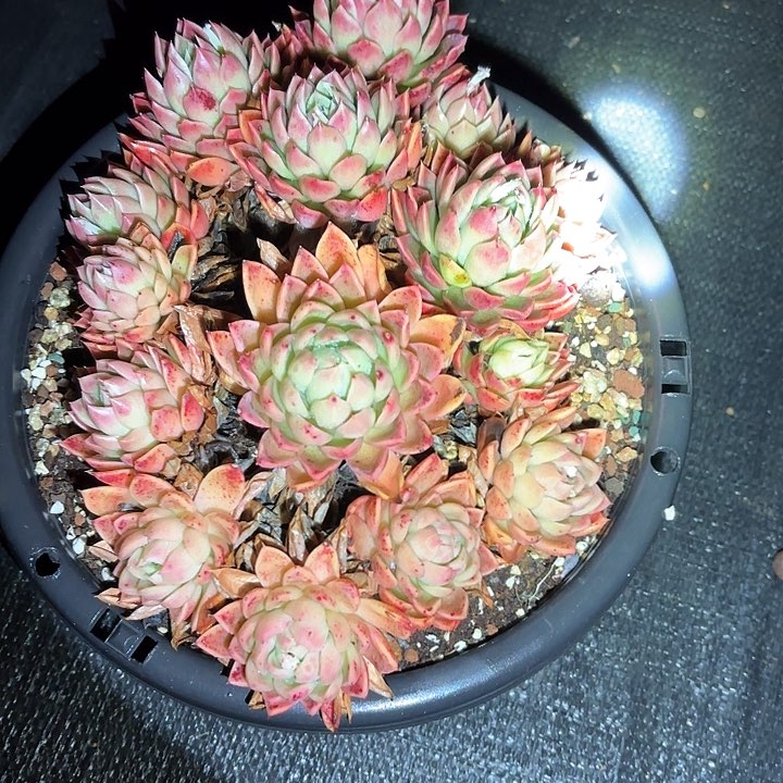 多肉植物，红女巫