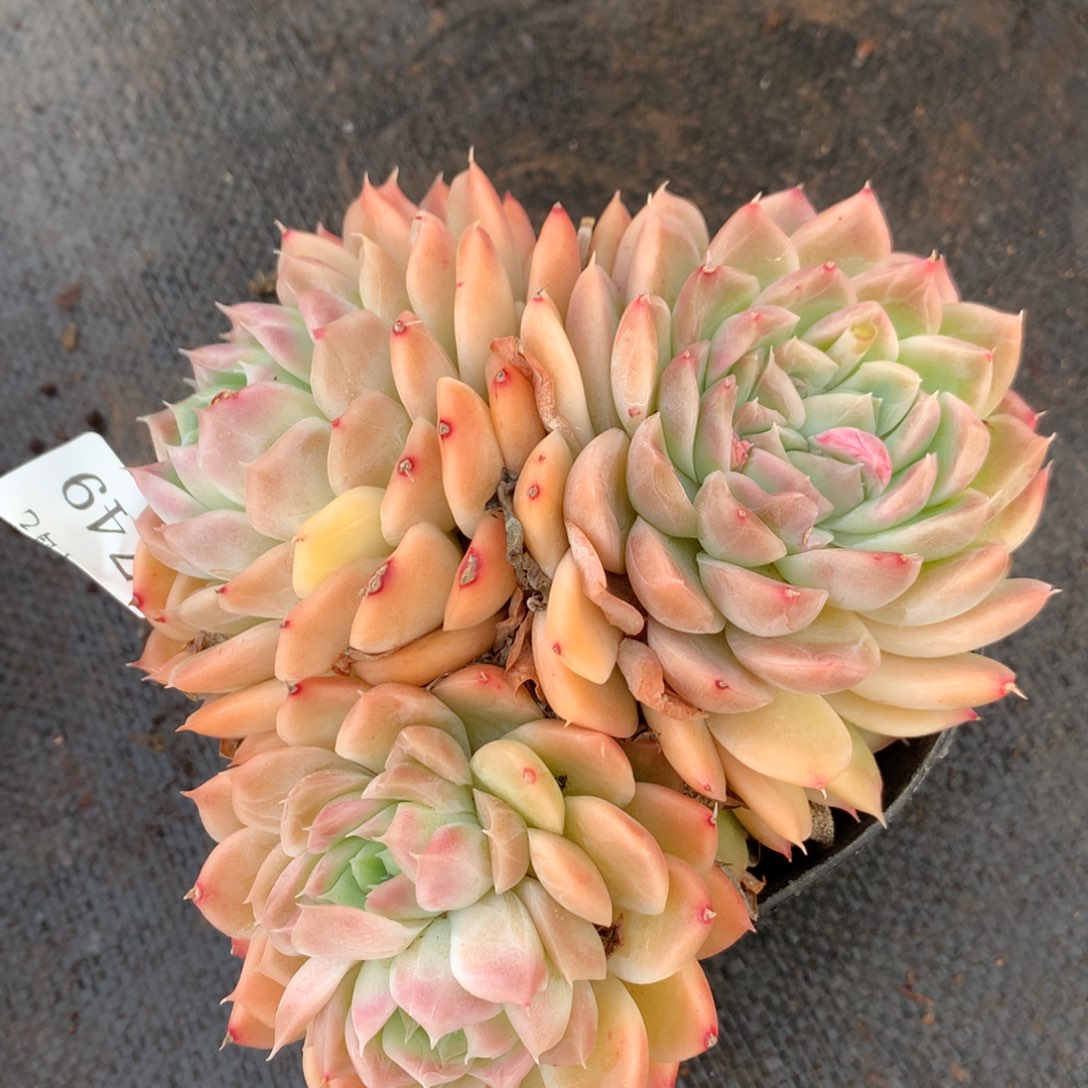 749杂交多肉13厘米