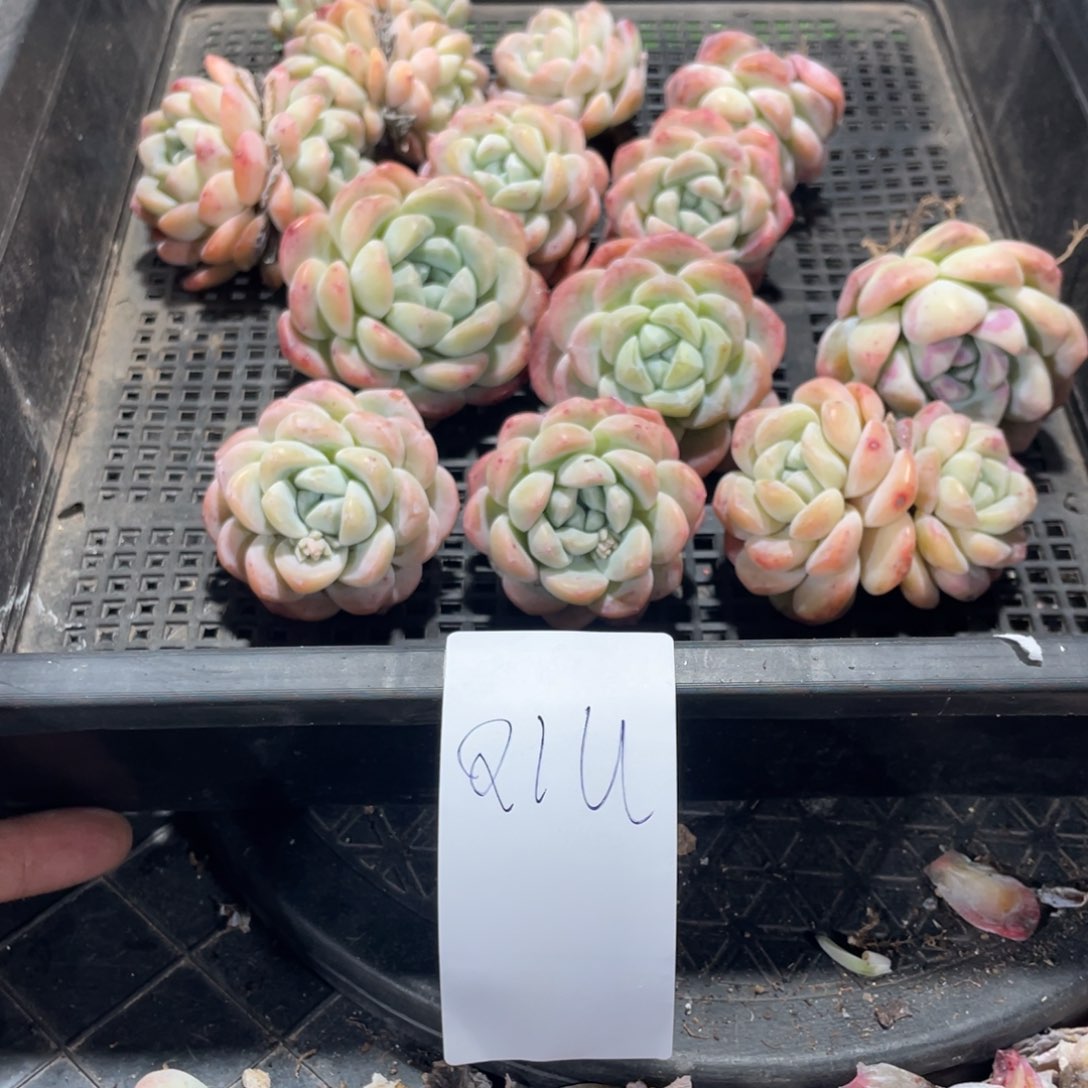 Qiu专拍冰玉一筐多肉