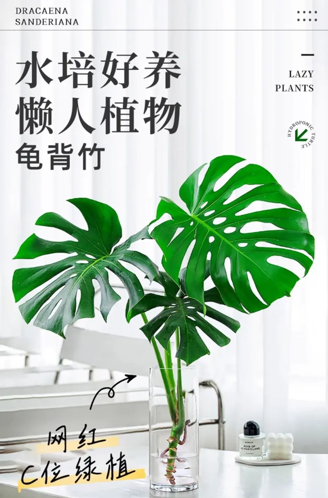 大型开背老桩龟背竹土水培盆栽北欧风大叶办公客厅室内绿植除甲醛