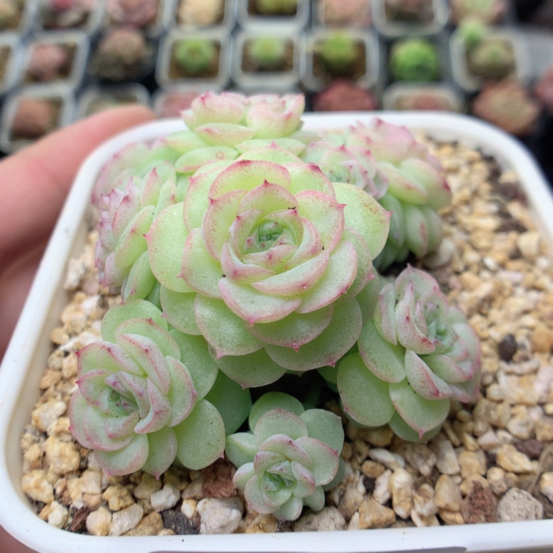 C31新品优选编号小脸朵朵群