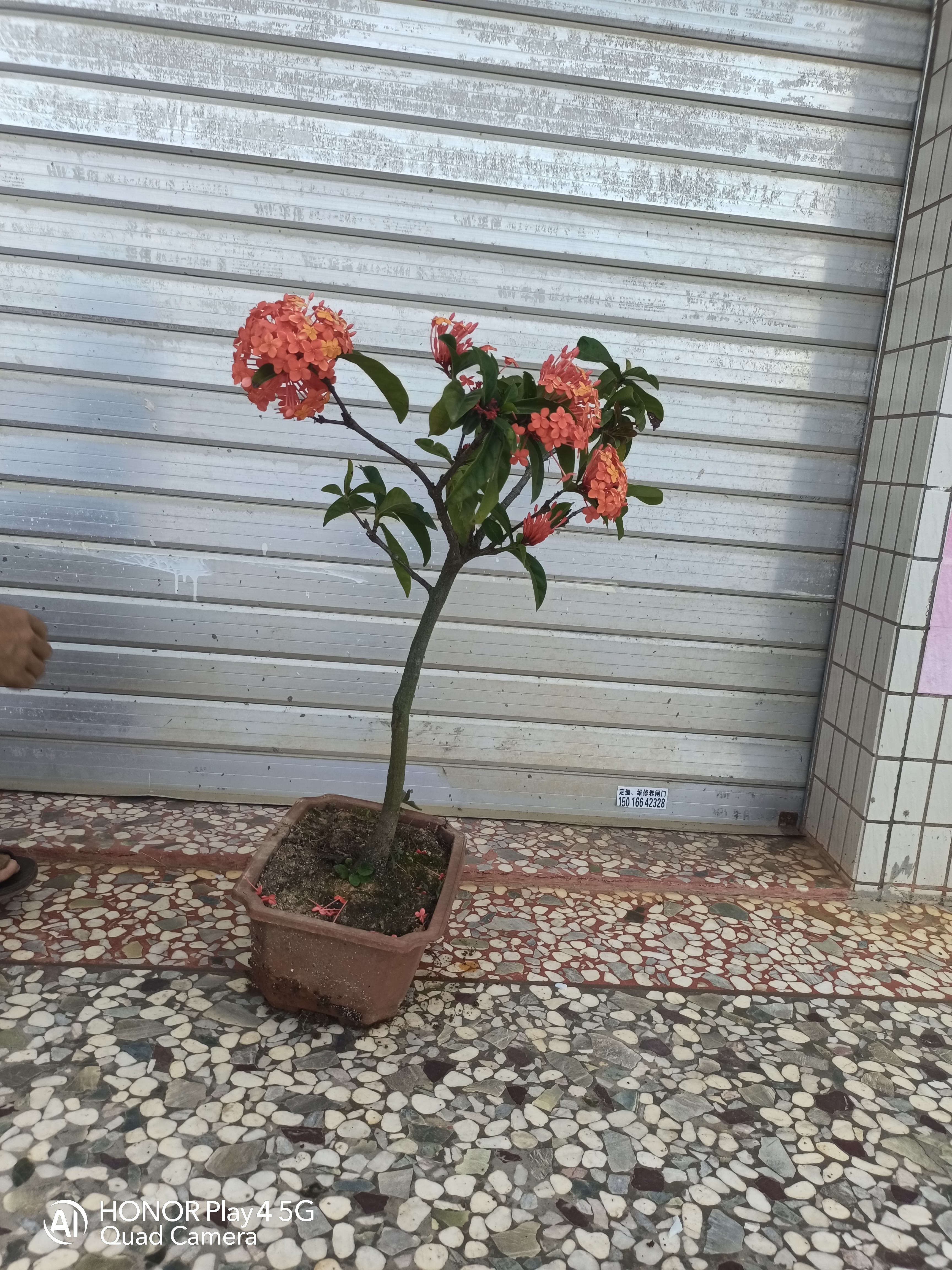 【0-100号】龙船花盆栽带花苞发货四季开花适合阳台庭院的观赏花卉