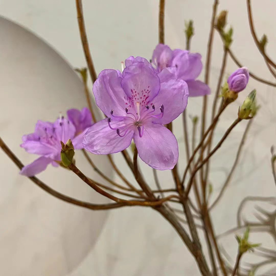 映山紫先花后叶耐寒植物