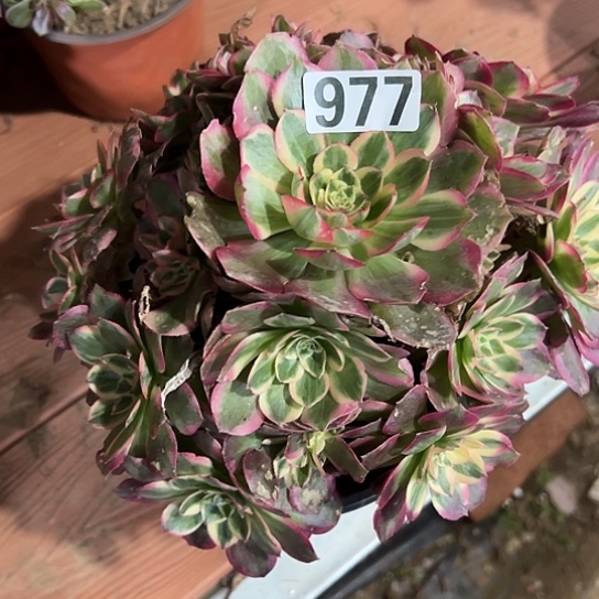 用***2一颗倾城叶片微瑕 977