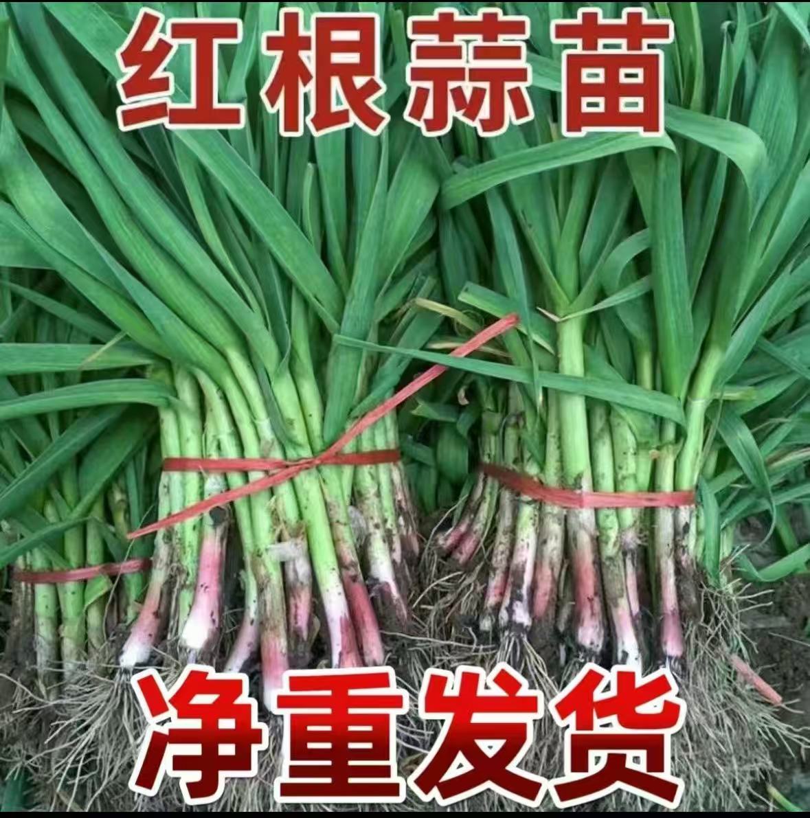 现挖露天新鲜红根蒜苗应季蔬菜带泥有蒜香味