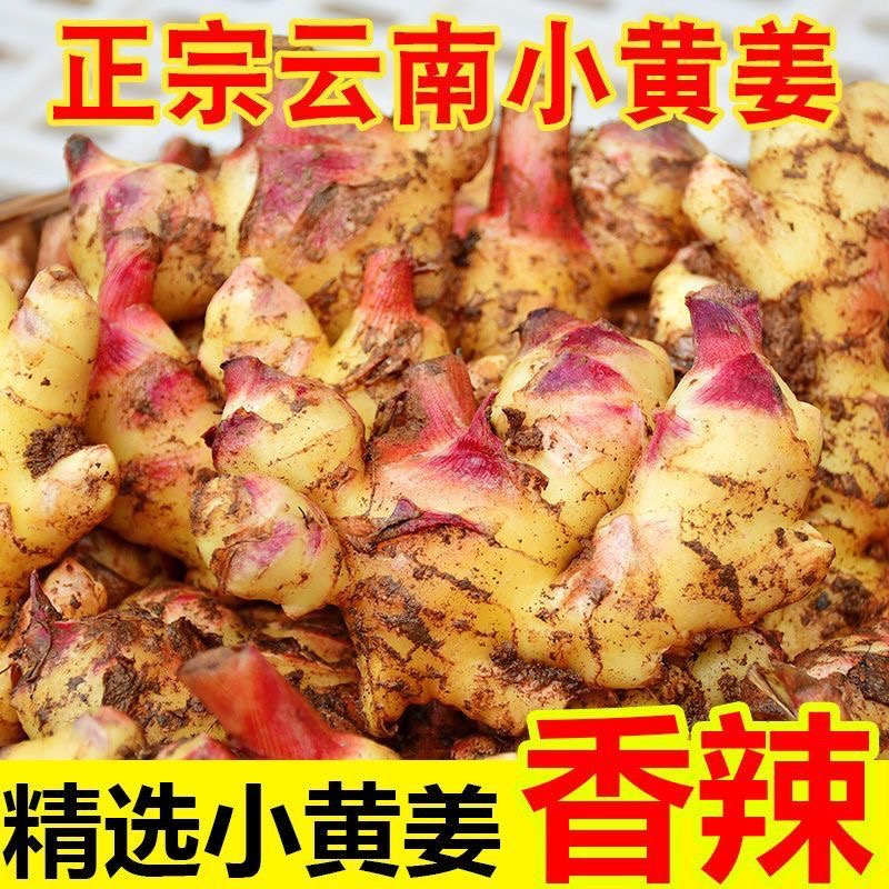 云南高山红土地黄姜辛辣现挖