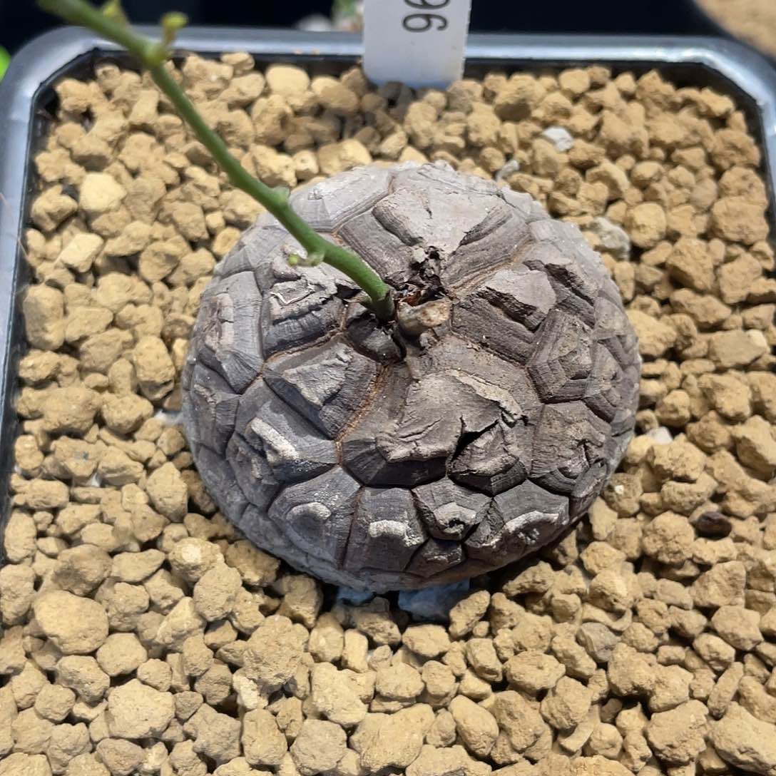 1796小遁甲龟甲龙6公分