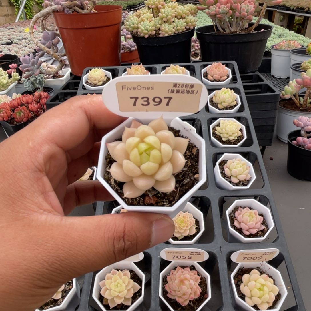 7397 麦秆3.5厘米