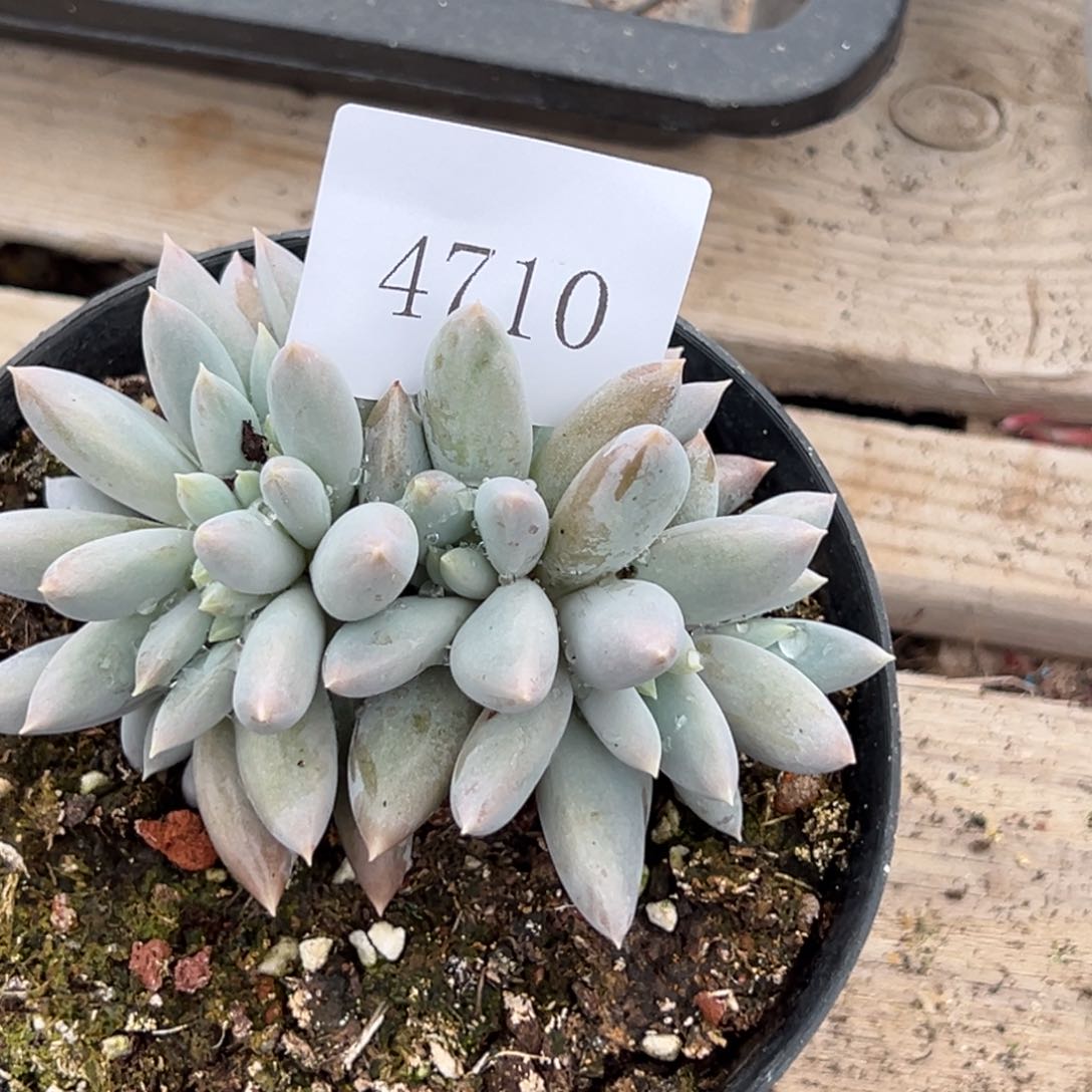 A**牛4710多肉多多多多多