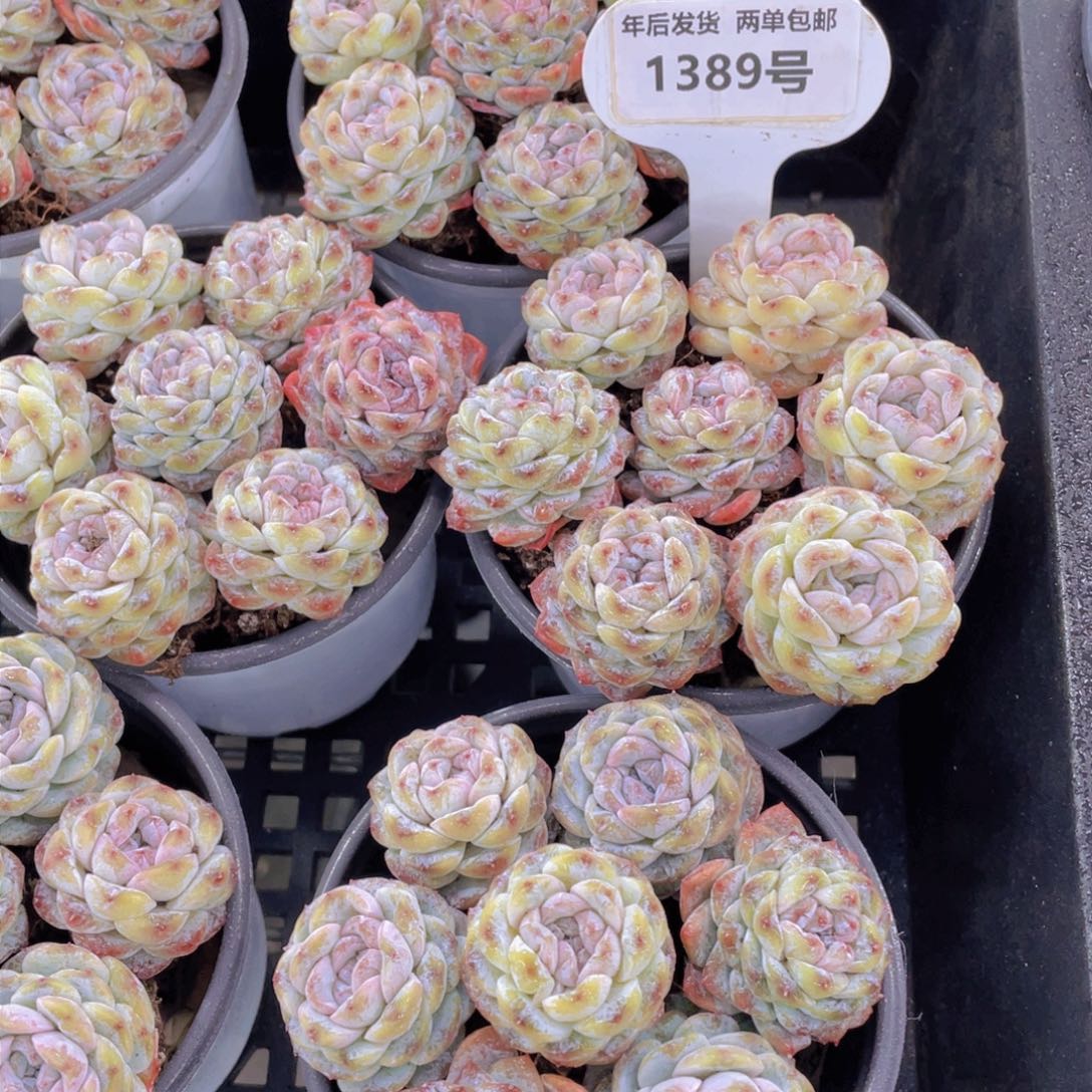 1389号 冰透卡布奇诺七个