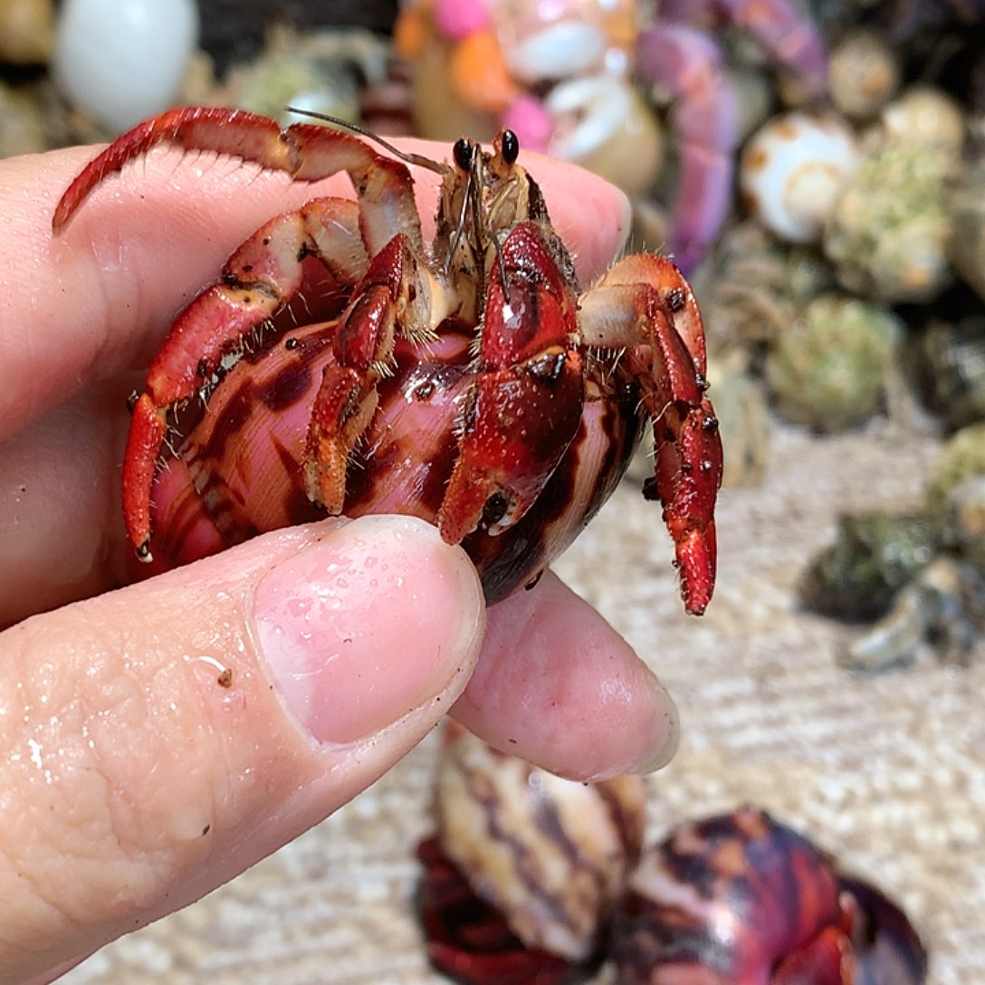 2.1口径奔跑的寄居蟹35号