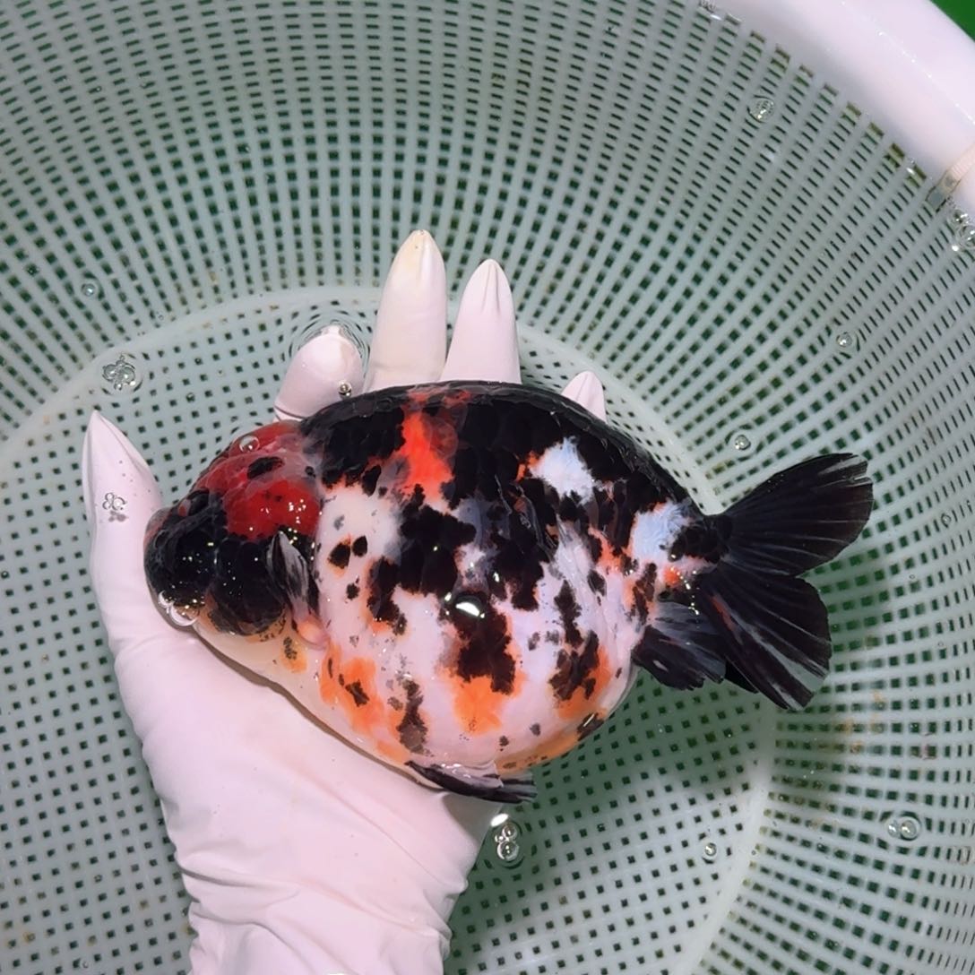 金鱼类不分公母17