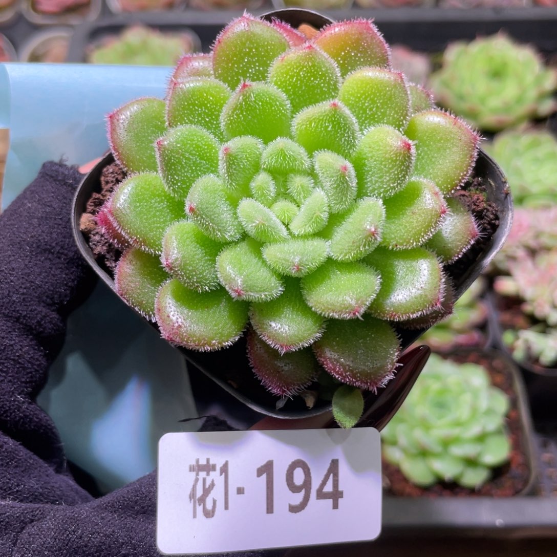 花利美1-194红毛丹