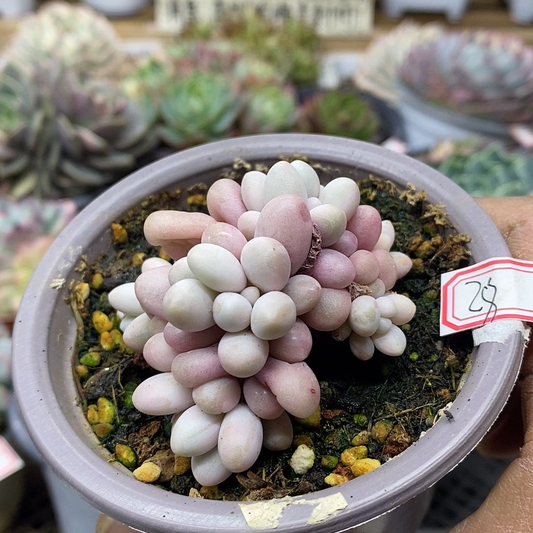 2828 星黛露覆轮锦 6 头自然群头盖 需延时发货