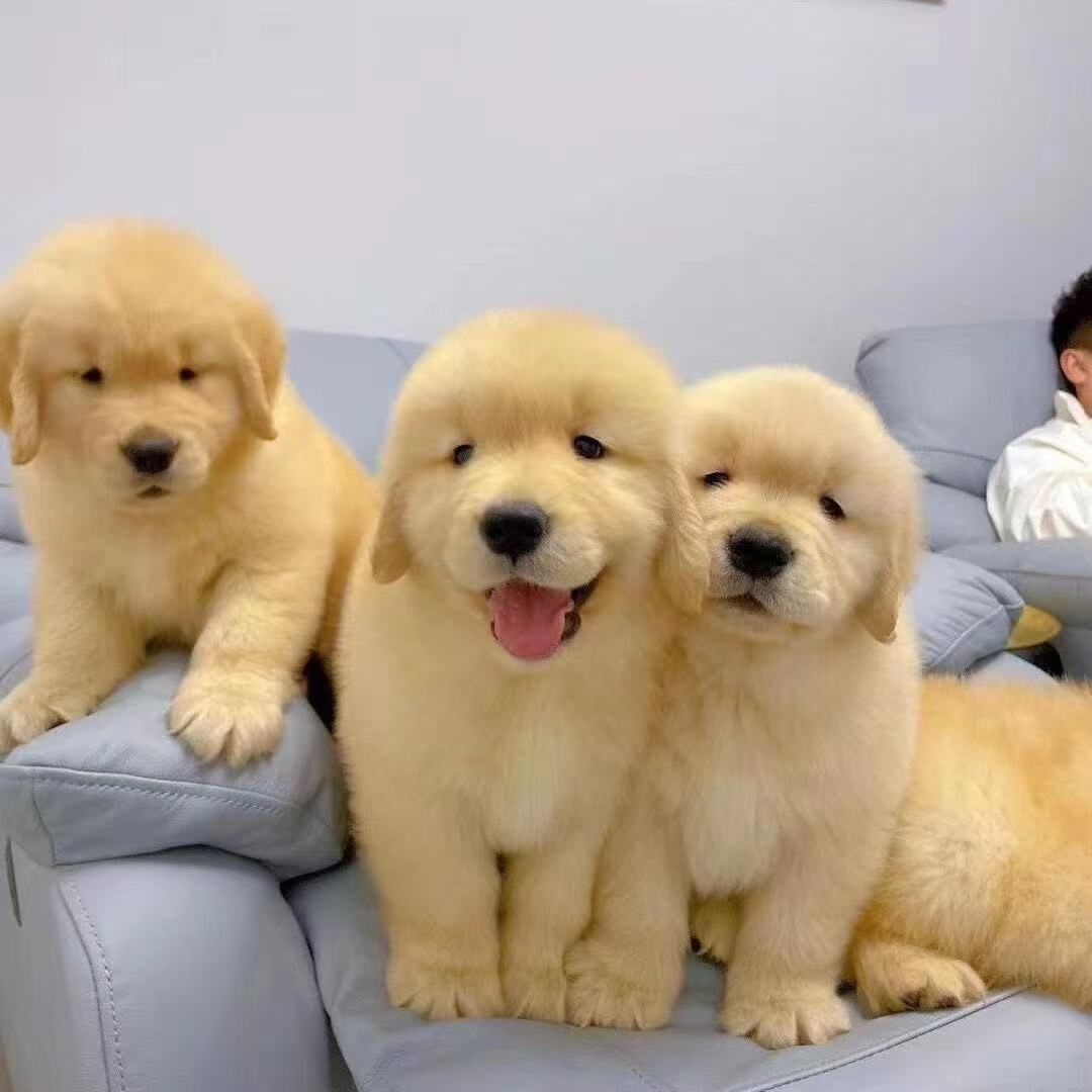 宠物狗狗直播间专用链接