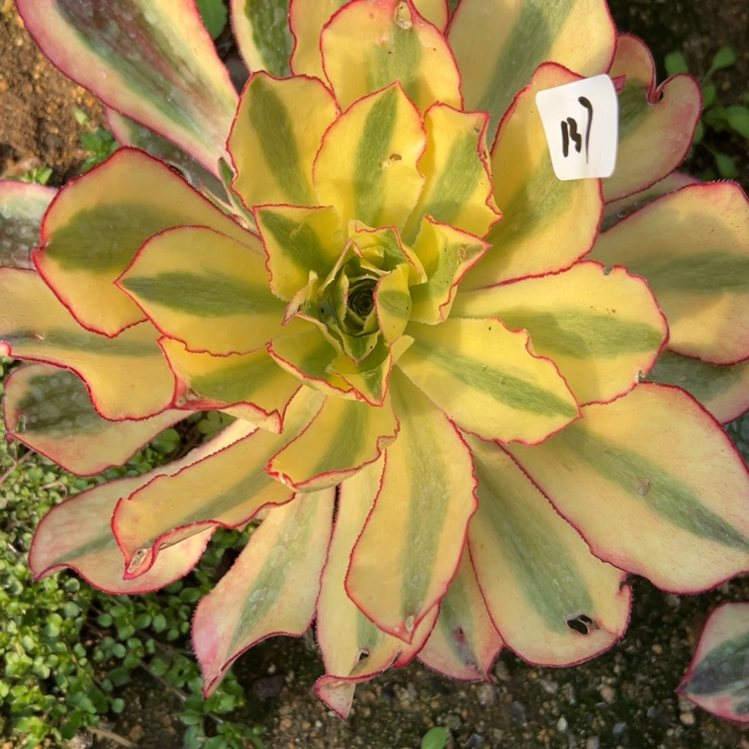  137黄魅多肉植物紫