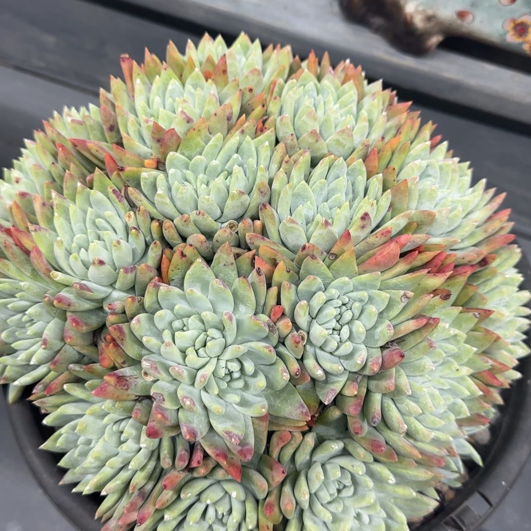 阳****白20250129小白