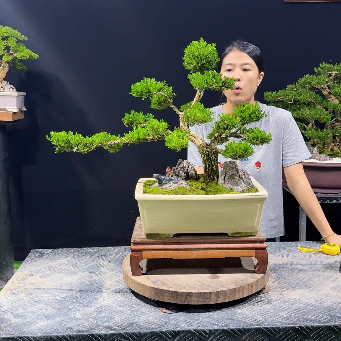 无花朵广东黄杨四季常青
