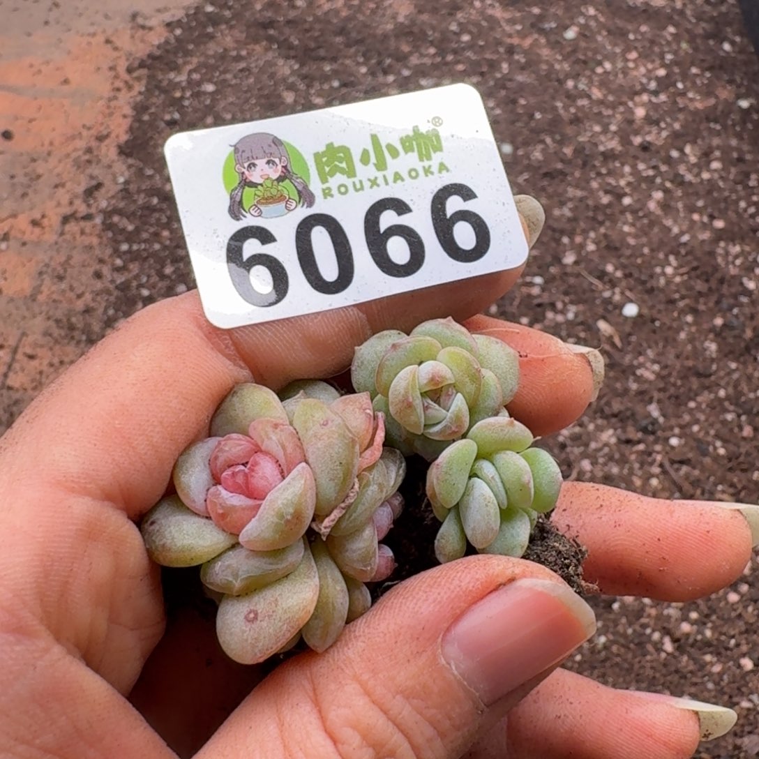 ꕥ***࿐多肉植物多肉植物