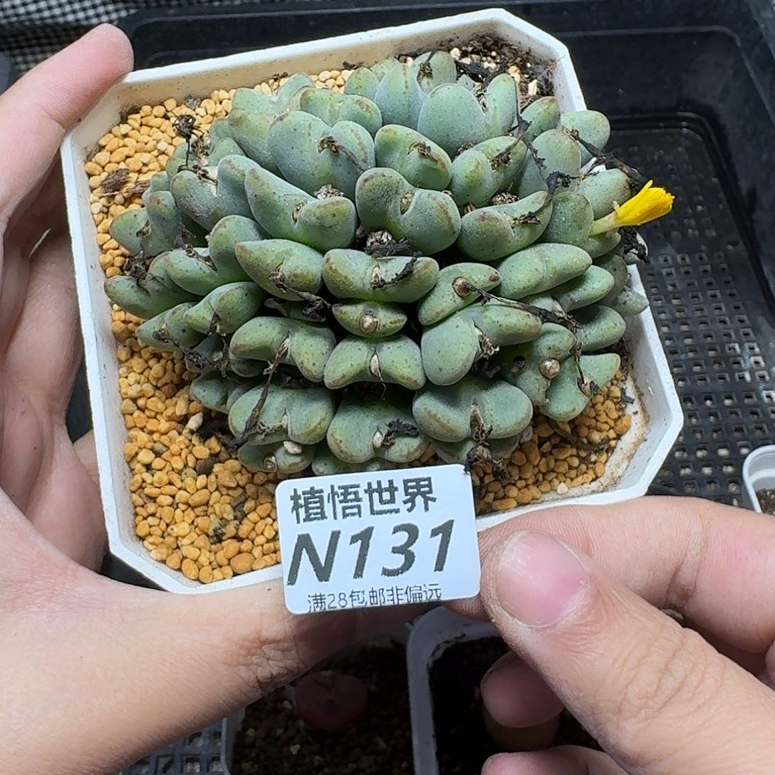 多肉植物的润泽gbb