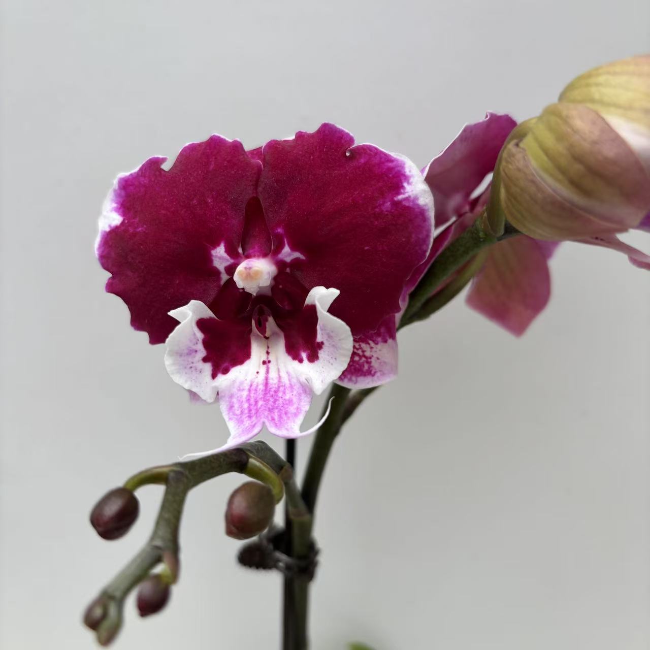 【玫瑰酱双剑】梦语花卉 精品蝴蝶兰 家用观赏美观 室内花