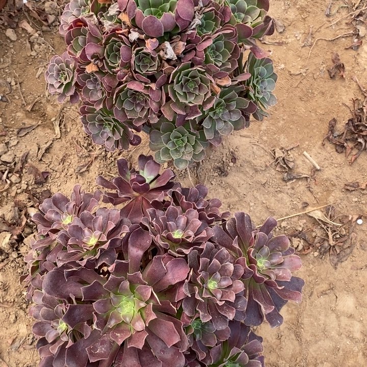 完全开放655组合套餐多肉植物