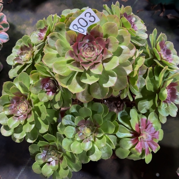 无花朵000000000803变色龙